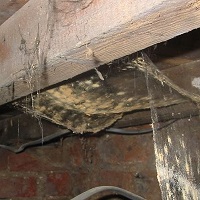 Woodworm Dust