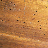 Woodworm Exit Holes