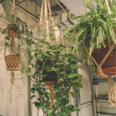 Indoor Garden Oasis