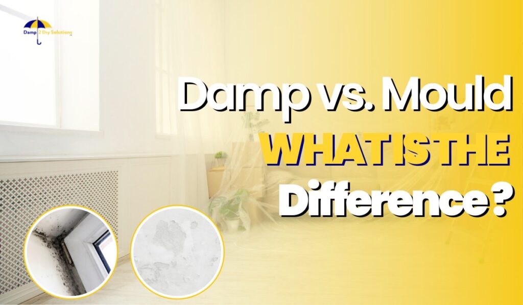 What is The Difference Between Damp And Mould?