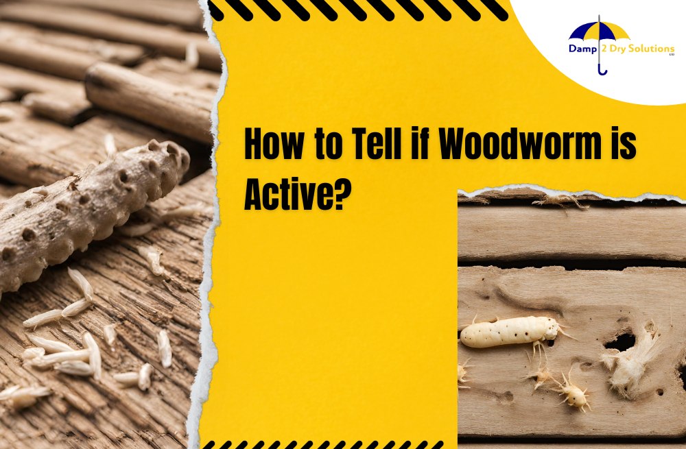 How to Tell if Woodworm is Active?